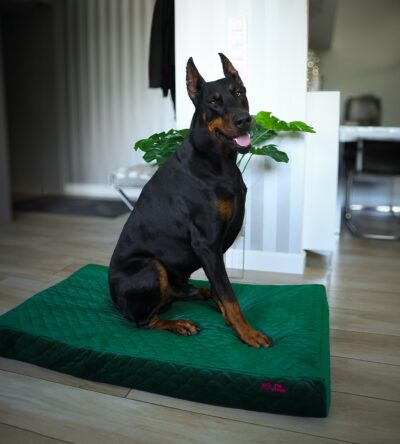 legowisko ortopedyczne psia wygoda