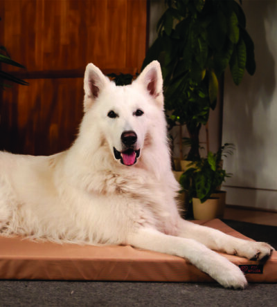 Materac na wymiar dla psa