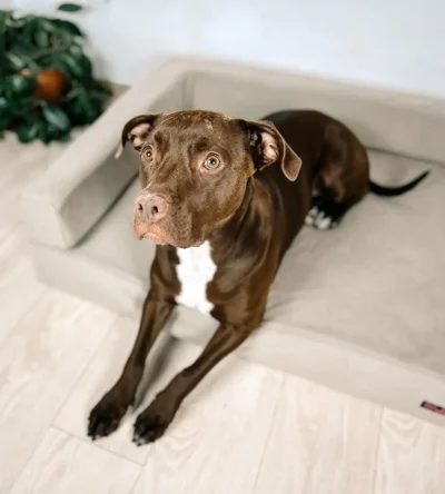 SOFA ORTOPEDYCZNA DLA PSA ORTO PLUS NA WYMIAR