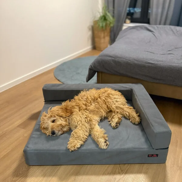pies rasy labradoodle leżący na szarej sofie dla psa