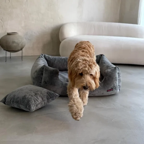 pies labradoodle na szarym legowisku