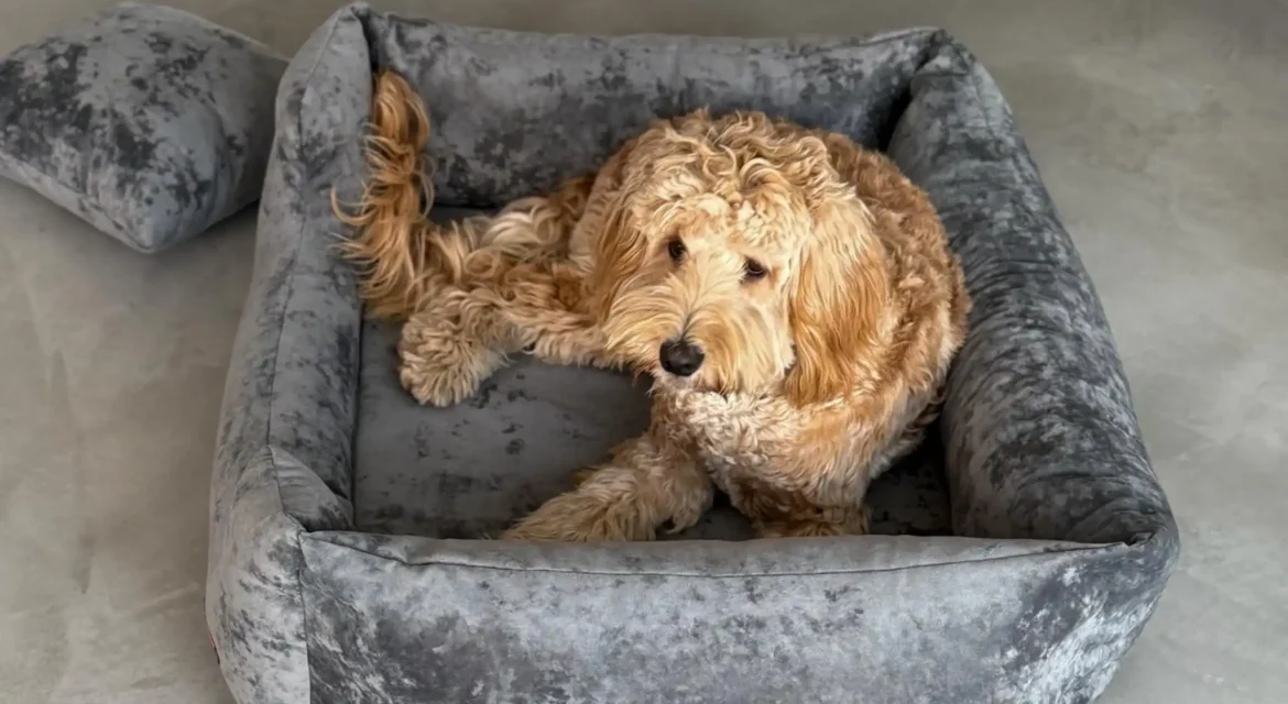 pies labradoodle na szarym legowisku