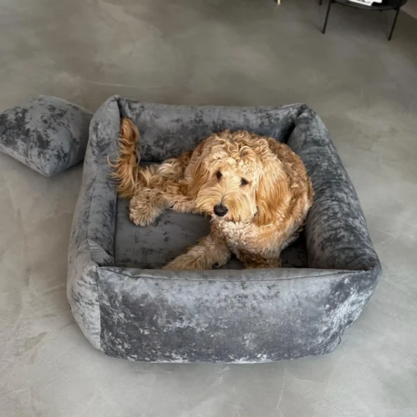 pies labradoodle na szarym legowisku