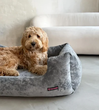 pies rasy labradoodle na szarym legowisku, w tle beżowa kanapa