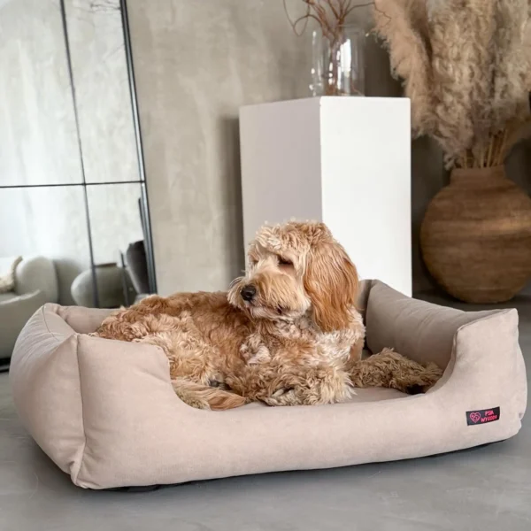 pies labradoodle na beżowym legowisku