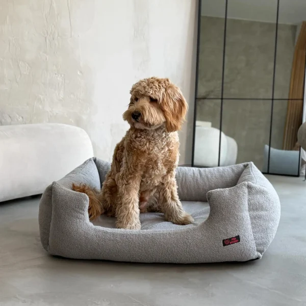 pies labradoodle na szarym legowisku Teddy.