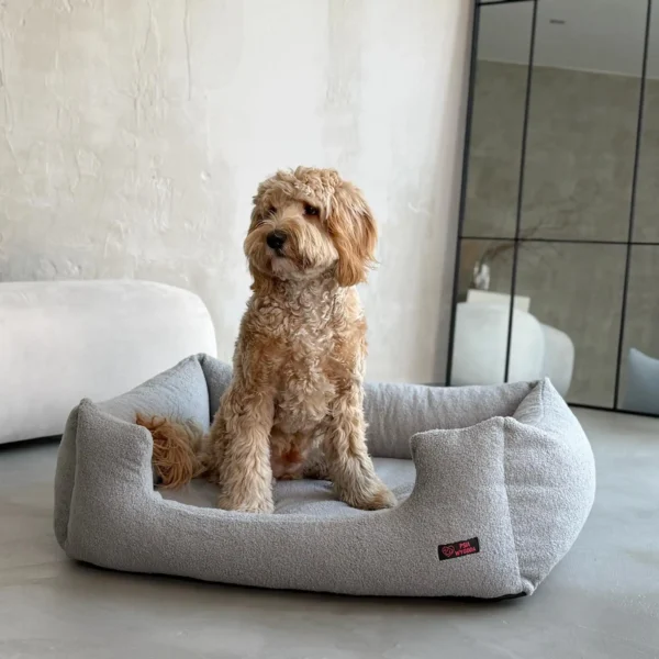 pies labradoodle na szarym legowisku Teddy