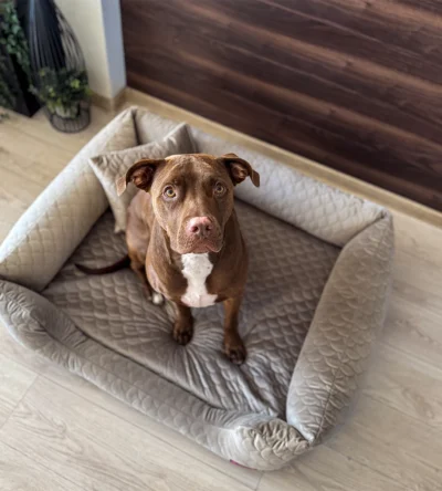 pies siedzący na legowisku z brązowej, pikowanej tkaniny
