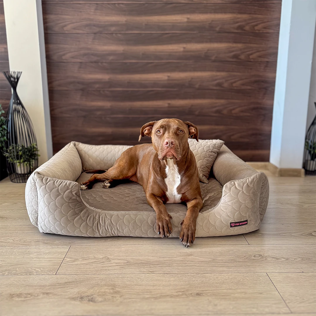 pies rasy pitbull leżący na legowisku z brązowej, pikowanej tkaniny