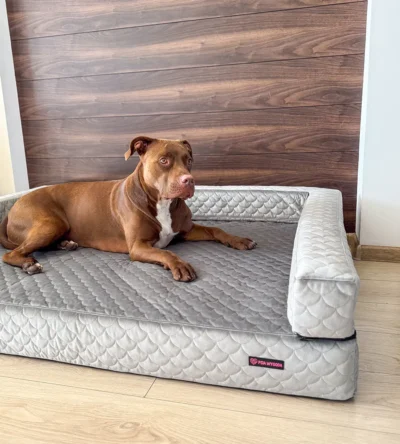 pies leżący na szarej sofie ortopedycznej z bokami