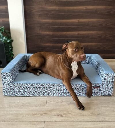 Brązowy pies pitbull na sofie ortopedycznej dla psa marki Psia Wygoda z wysokim materacem